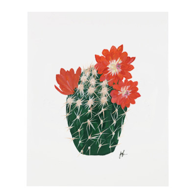 Flowering Cacti Series 4