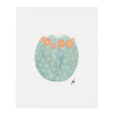 Flowering Cacti Series 5