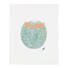 Flowering Cacti Series 5