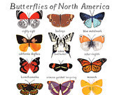 Butterflies Print