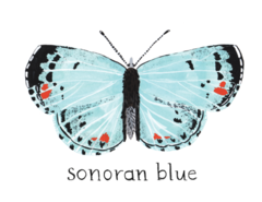 Sonoran Blue Print